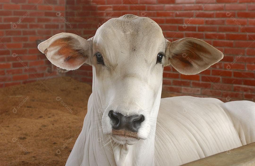 Pecuária Gado Em Fazenda Em Campina Grande Paraíba Brasil Imagem JPG