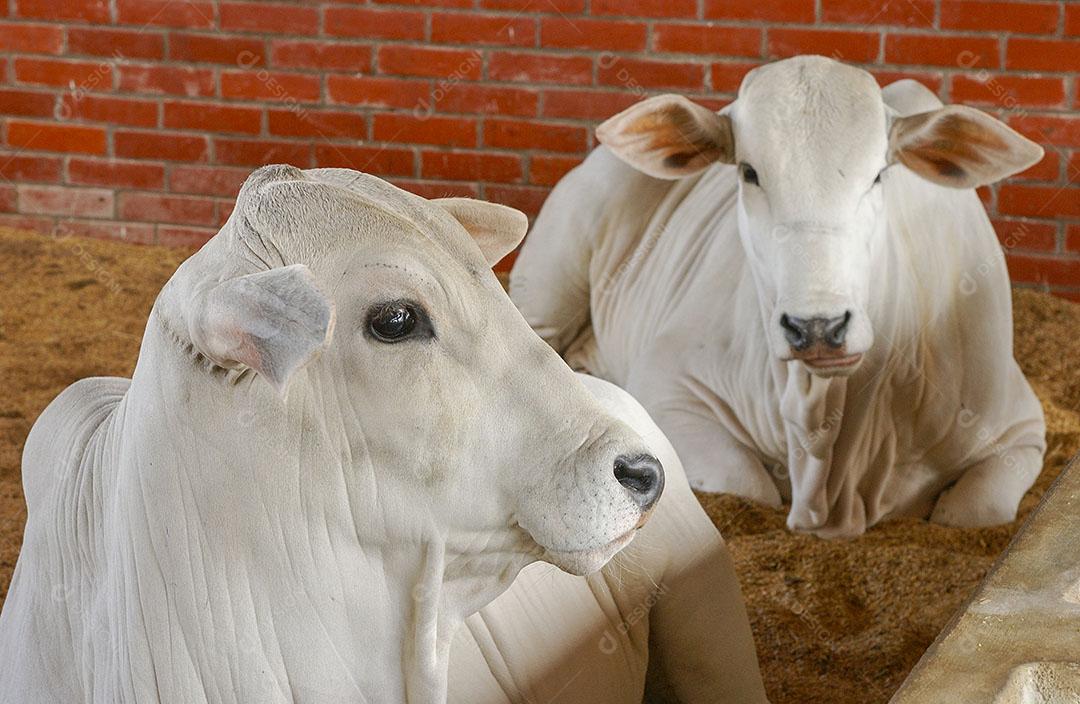 Pecuária Gado Em Fazenda Em Campina Grande Paraíba Brasil Imagem JPG