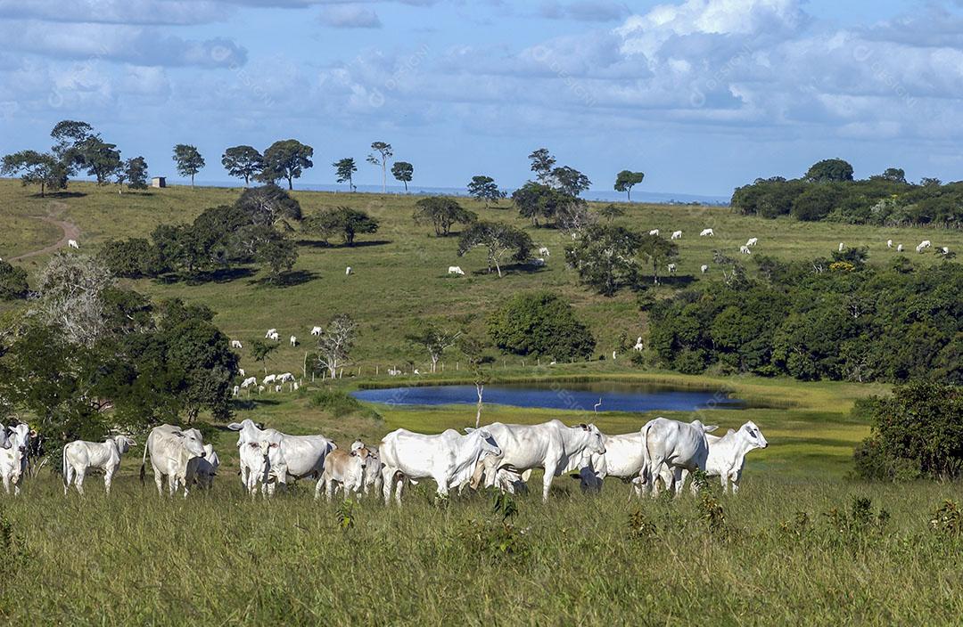 Pecuária Gado Em Fazenda Em Campina Grande Paraíba Brasil Imagem JPG