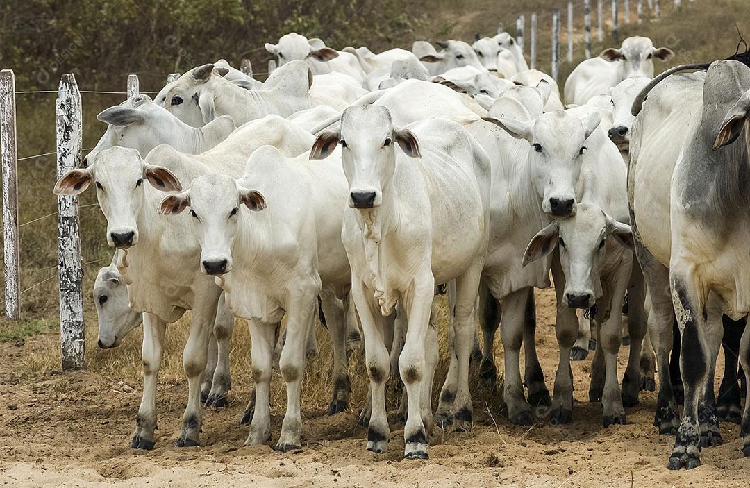 Pecuária Gado Em Fazenda Em Campina Grande Paraíba Brasil Imagem JPG