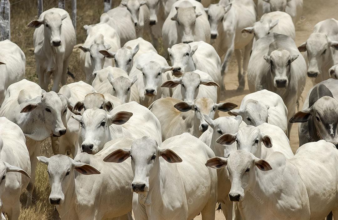 Pecuária Gado Em Fazenda Em Campina Grande Paraíba Brasil Imagem JPG