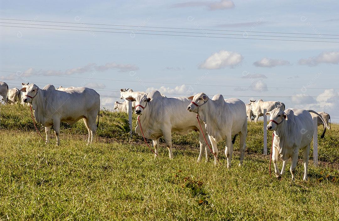 Pecuária Gado Em Fazenda Em Campina Grande Paraíba Brasil Imagem JPG
