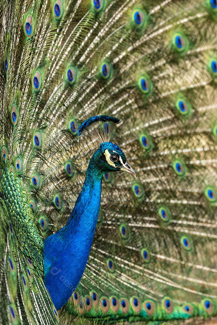 Pavão Exibindo Suas Penas Coloridas Aves Animal Imagem JPG