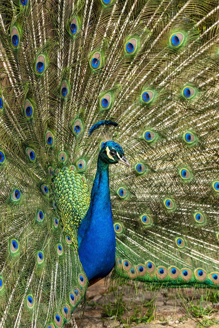 Pavão Exibindo Suas Penas Coloridas Aves Animal Imagem JPG
