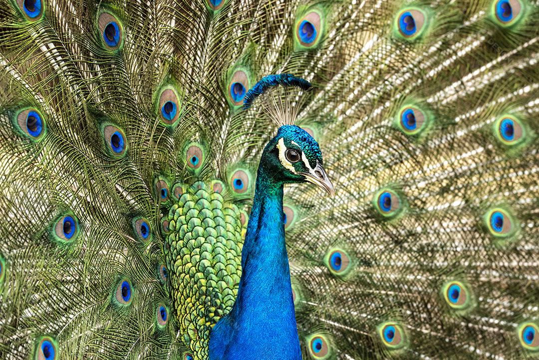 Pavão Exibindo Suas Penas Coloridas Aves Animal Imagem JPG