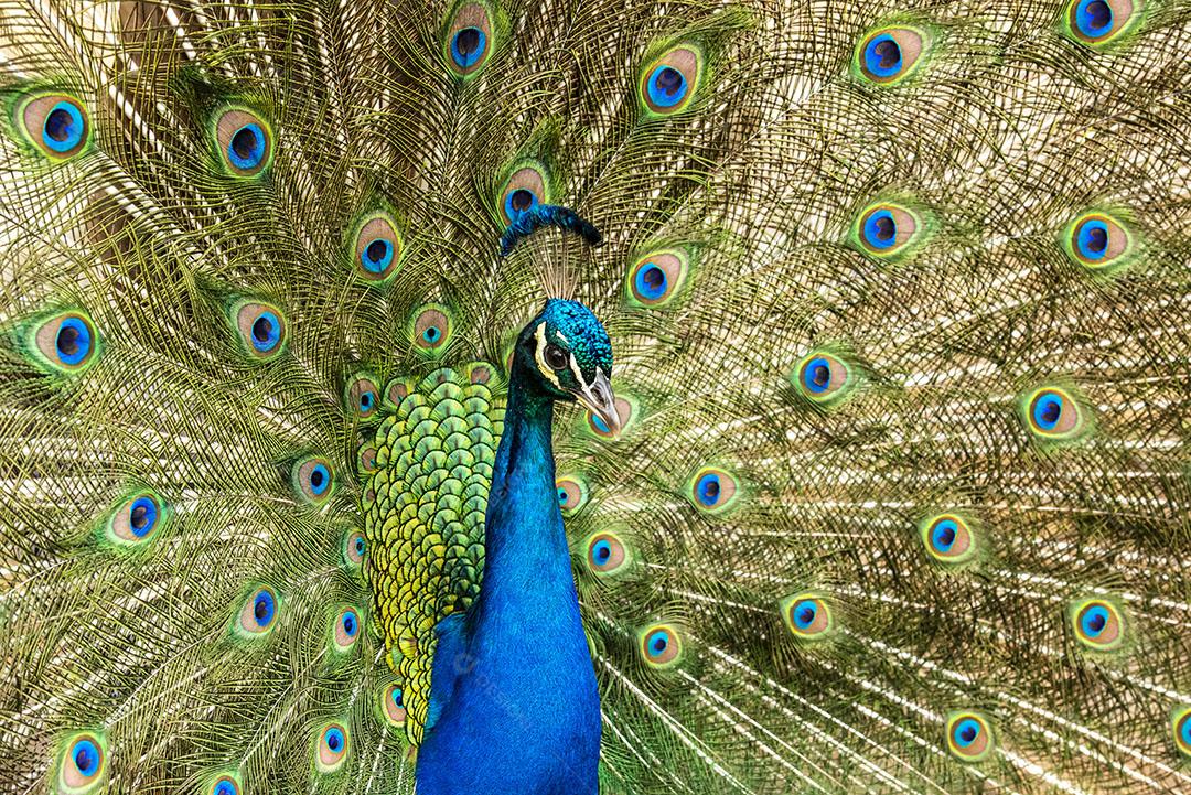 Pavão Exibindo Suas Penas Coloridas Aves Animal Imagem JPG