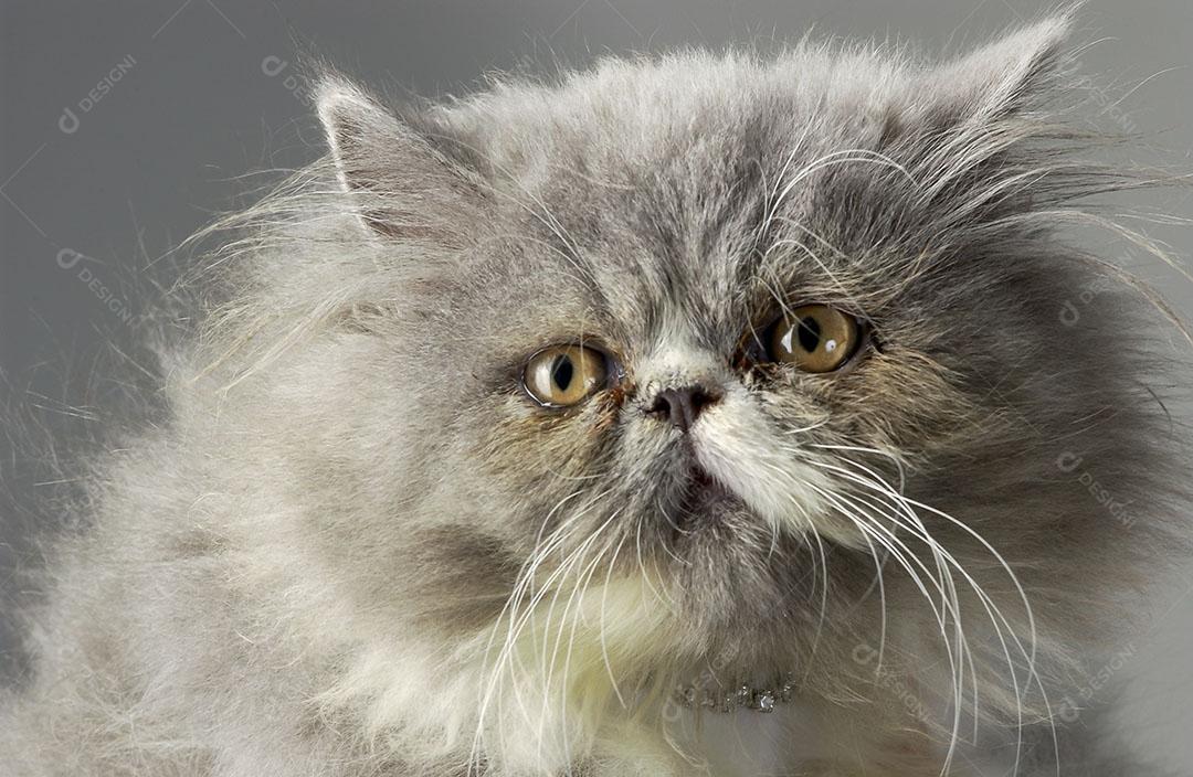 Gato Persa Cinza Animal Olhos Verdes Imagem JPG