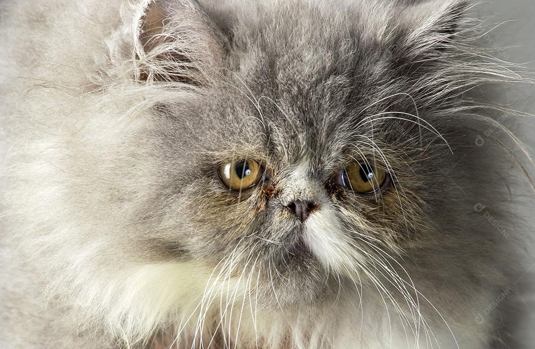 Gato Persa Cinza Animal Olhos Verdes Imagem JPG