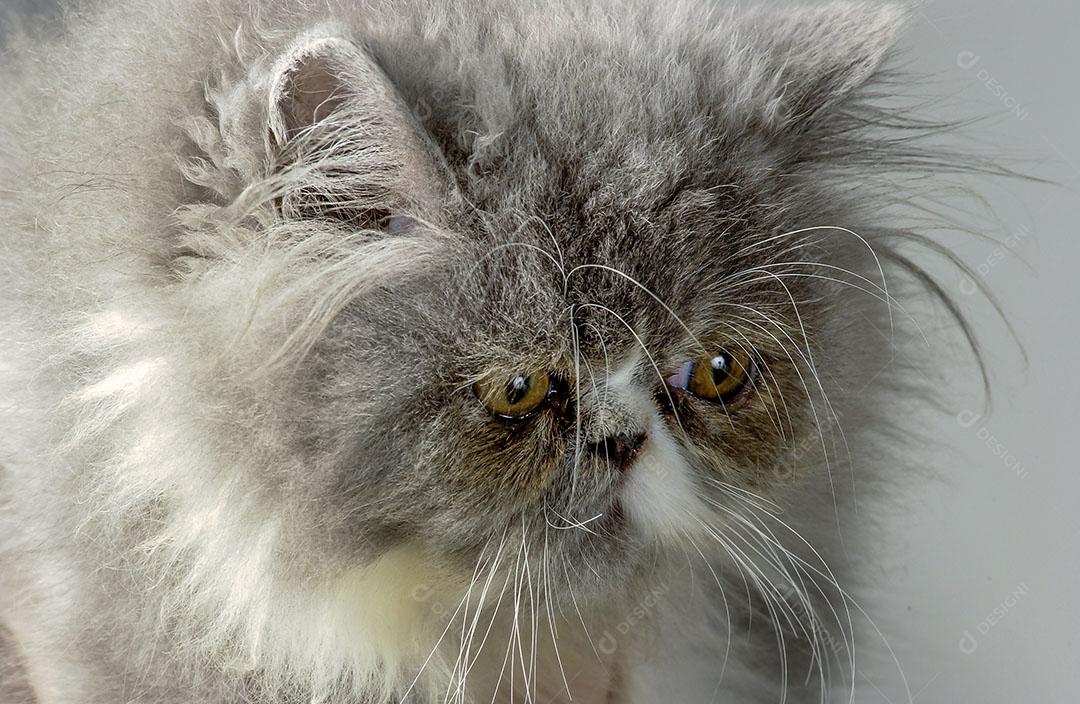 Gato Persa Cinza Animal Olhos Verdes Imagem JPG