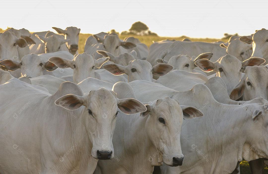 Pecuária Gado Em Fazenda Em Campina Grande Paraíba Brasil Imagem JPG