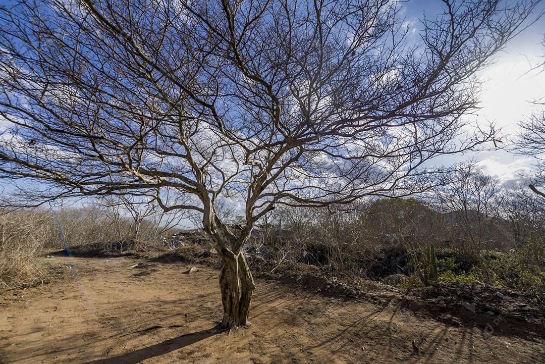 Árvore Sem Folhagem Devido à Seca no Interior da Paraíba Brasil Imagem JPG