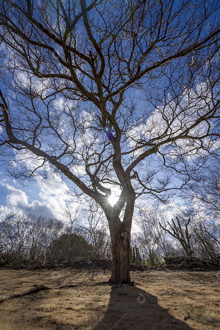 Árvore Sem Folhagem Devido à Seca no Interior da Paraíba Brasil Imagem JPG