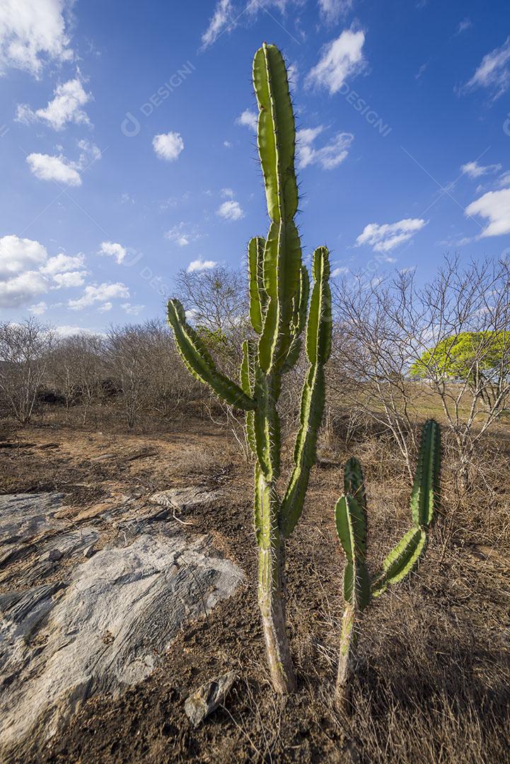 Cacto Mandacaru Nativo do Sertão da Paraíba Brasil Imagem JPG