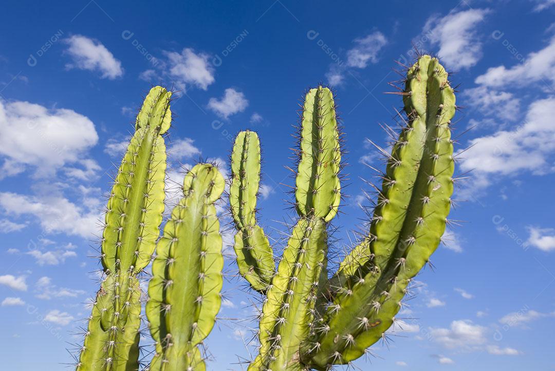 Cacto Mandacaru Nativo do Sertão da Paraíba Brasil Imagem JPG