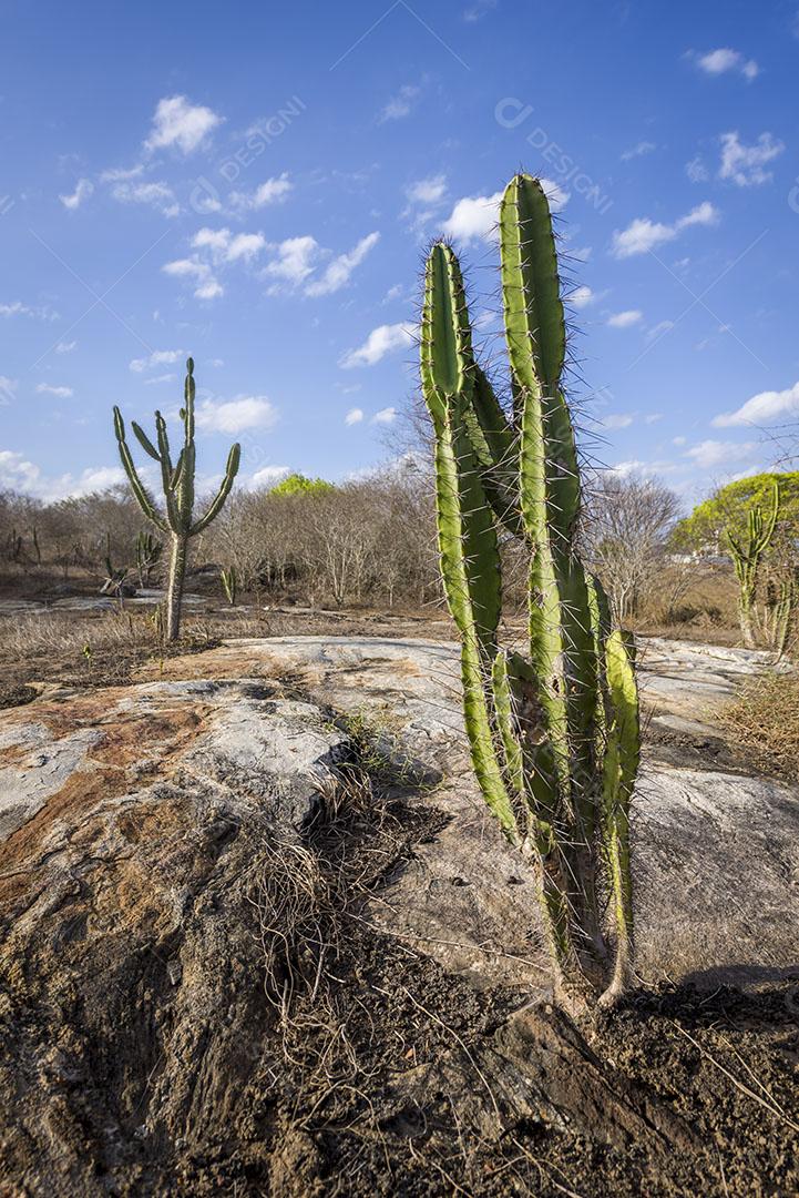 Cacto Mandacaru Nativo do Sertão da Paraíba Brasil Imagem JPG