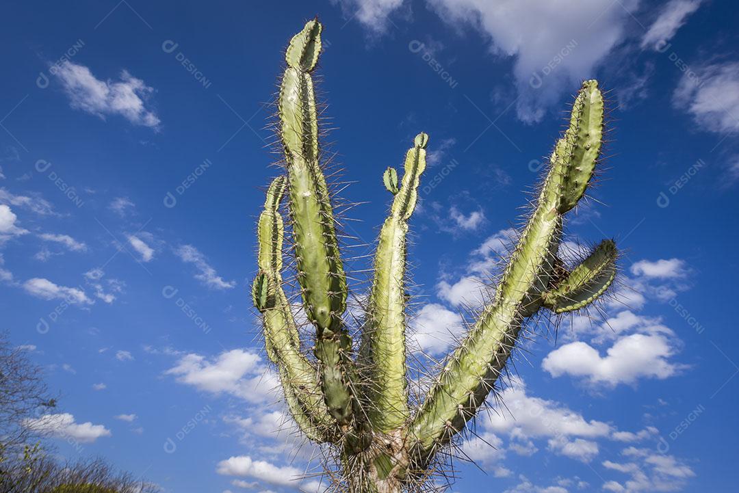 Cacto Mandacaru Nativo do Sertão da Paraíba Brasil Imagem JPG