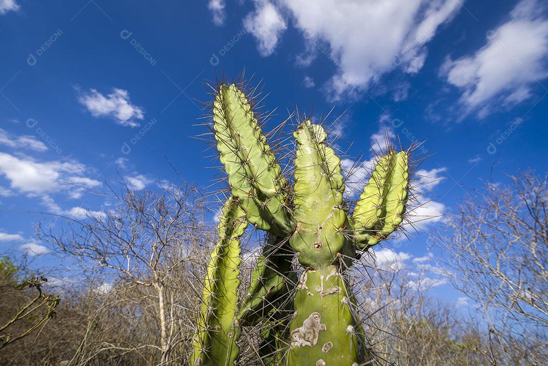 Cacto Mandacaru Nativo do Sertão da Paraíba Brasil Imagem JPG
