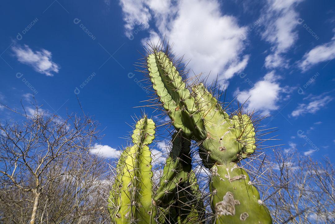 Cacto Mandacaru Nativo do Sertão da Paraíba Brasil Imagem JPG