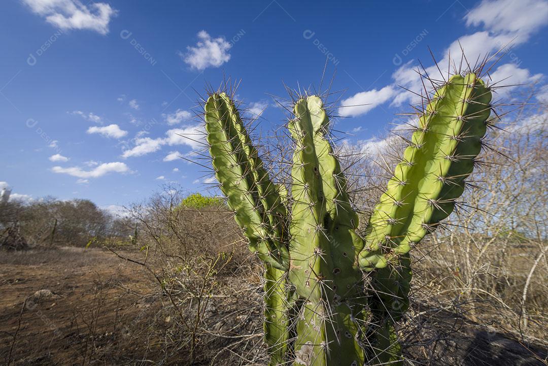 Cacto Mandacaru Nativo do Sertão da Paraíba Brasil Imagem JPG