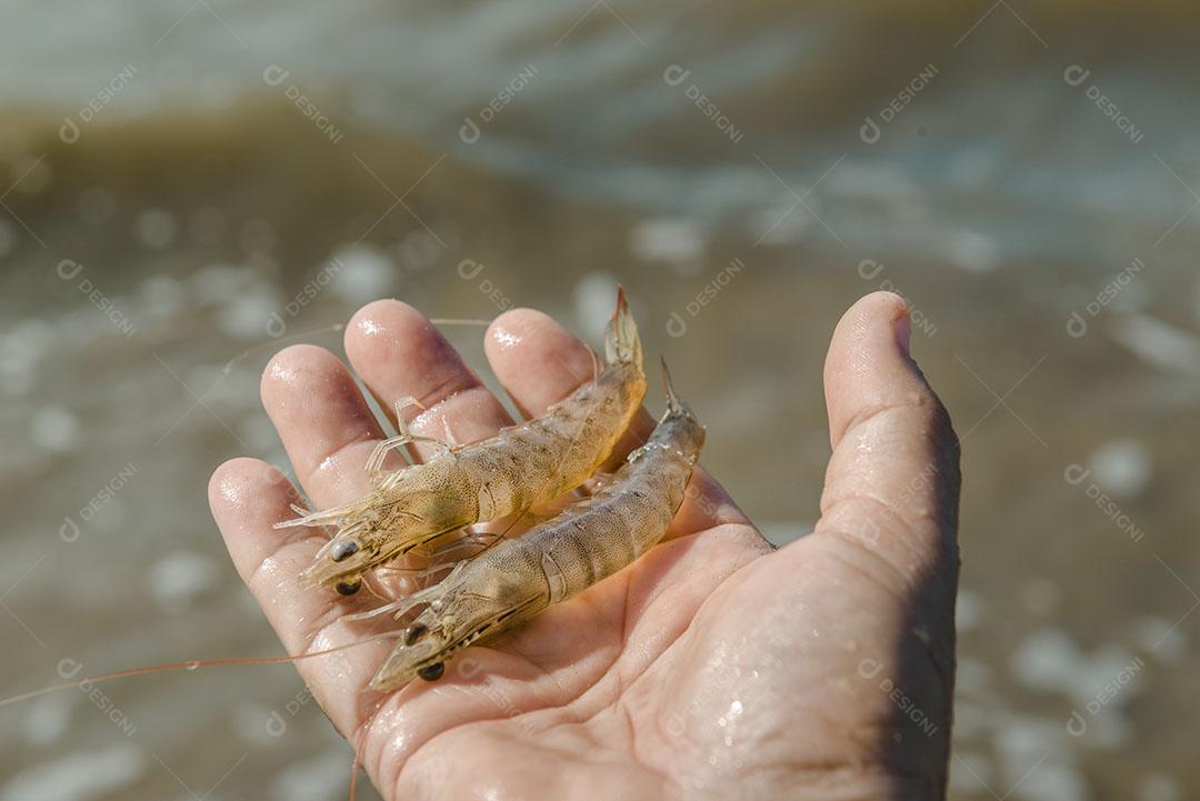 Camarões na Mão do Pescador Comida Rio Imagem JPG
