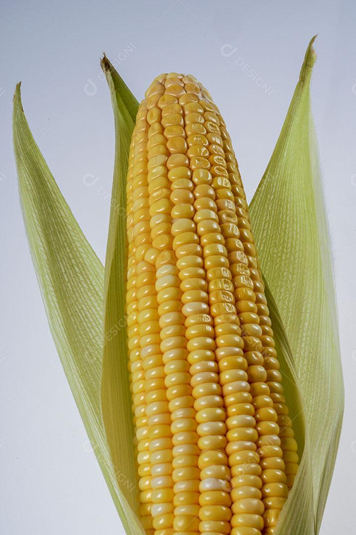 Espiga de Milho Orgânica Isolada no Fundo Branco Imagem JPG