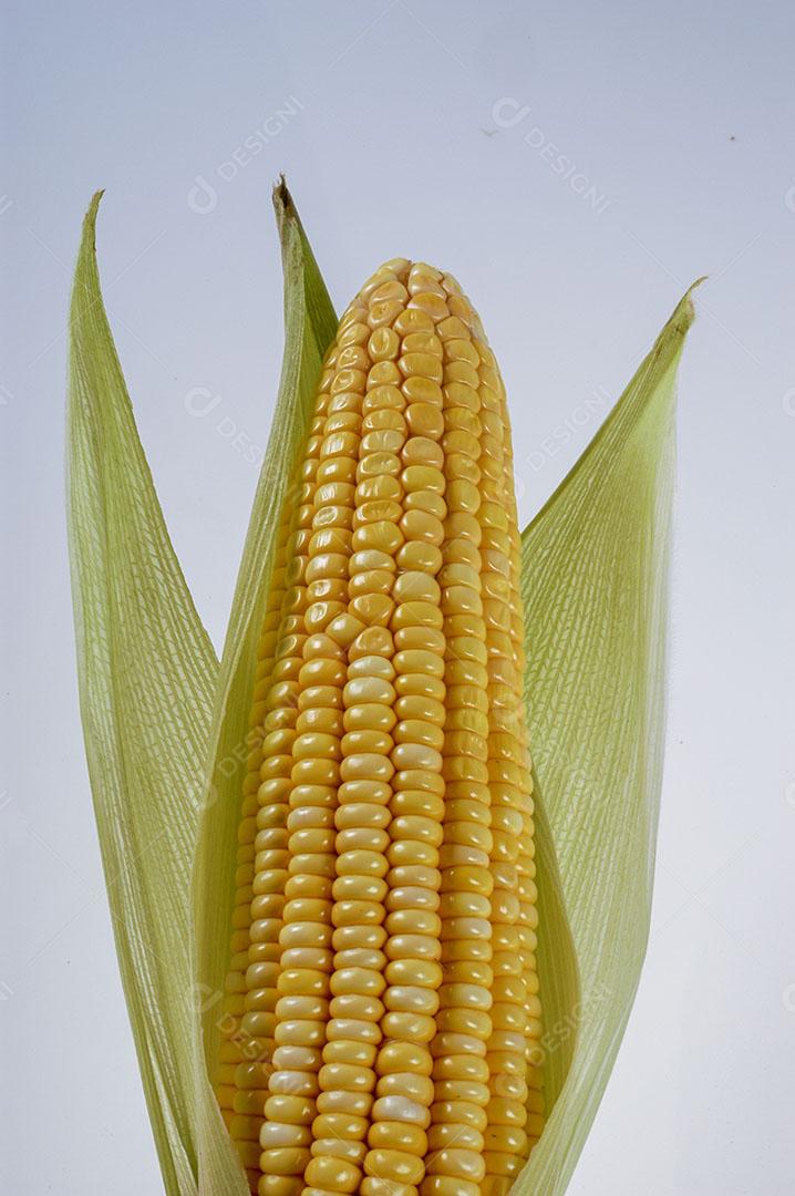 Espiga de Milho Orgânica Isolada no Fundo Branco Imagem JPG