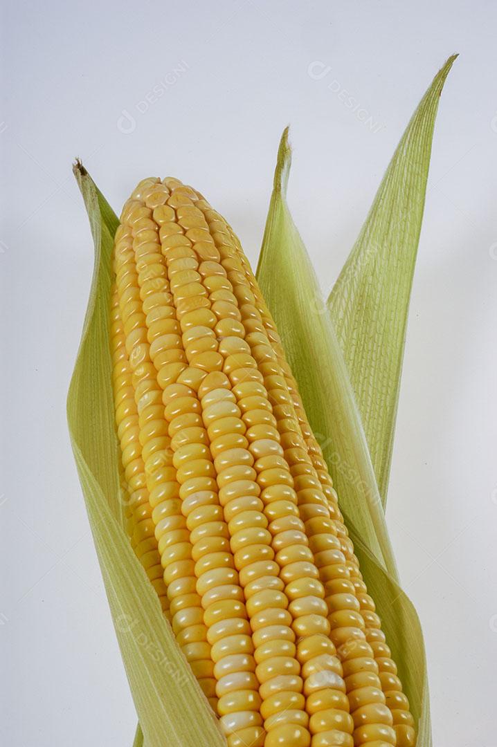 Espiga de Milho Orgânica Isolada no Fundo Branco Imagem JPG