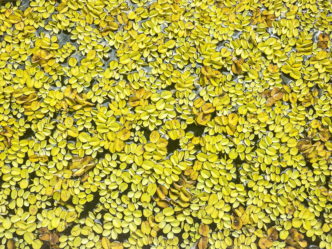 Textura de Folhas Verdes na Água Imagem JPG