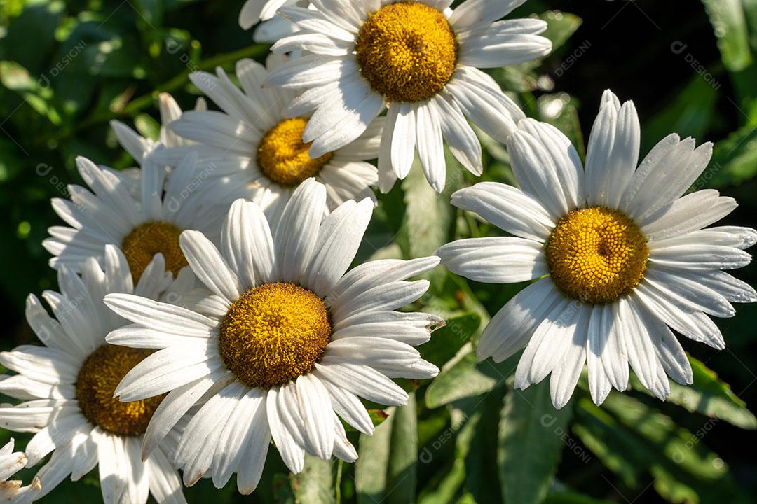 Flores Textura de Margaritas no Campo Imagem JPG