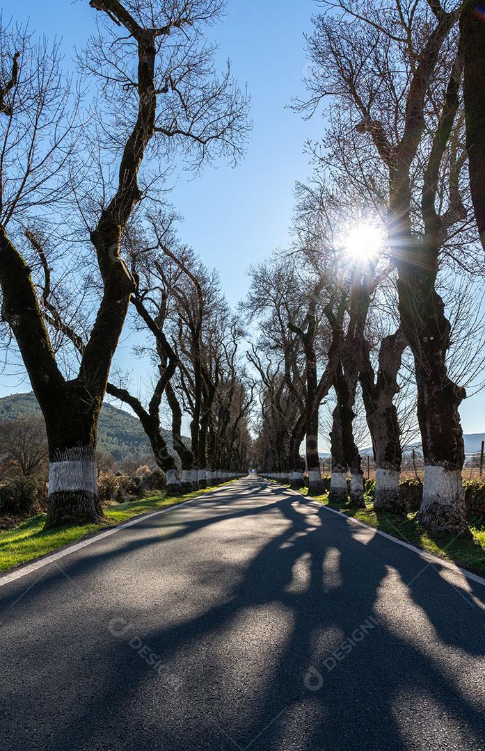 Túnel de Árvores no Inverno Com o Sol Brilhando Estrada Em Marvão Portugal Imagem JPG
