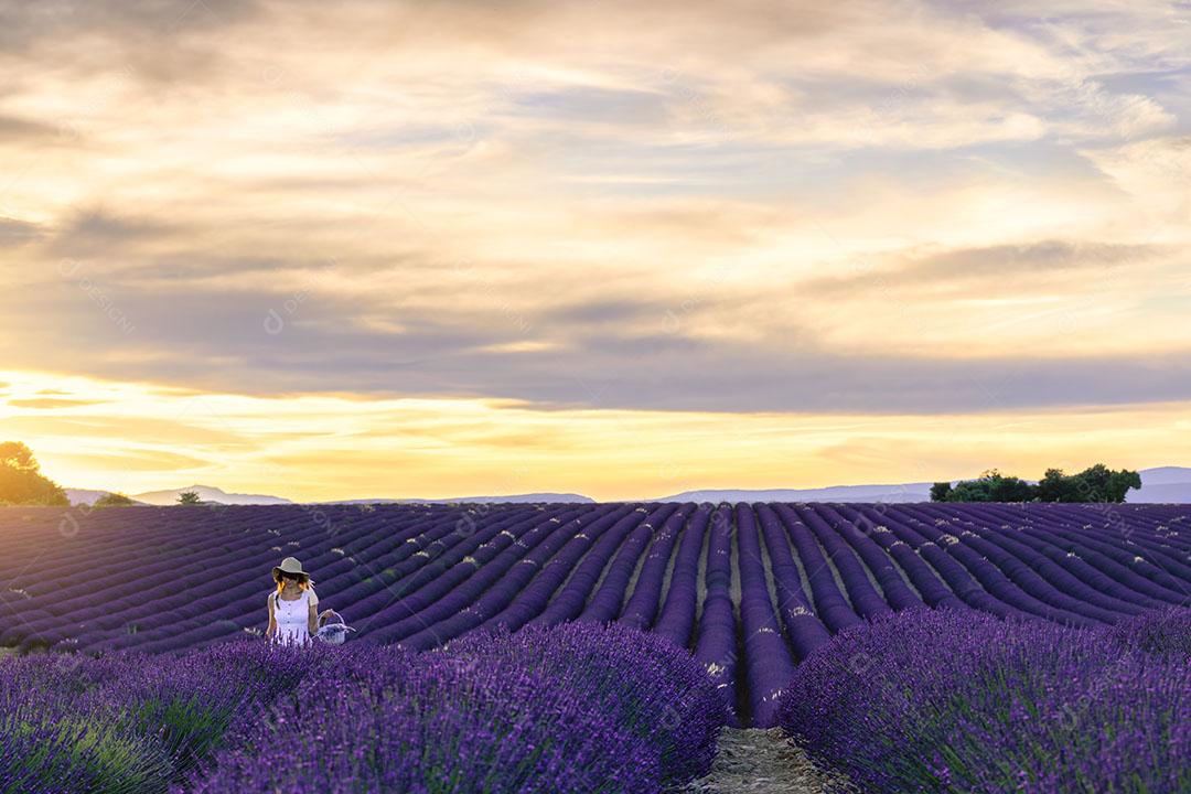 Campos de Lavanda Estação Floresta Imagem JPG