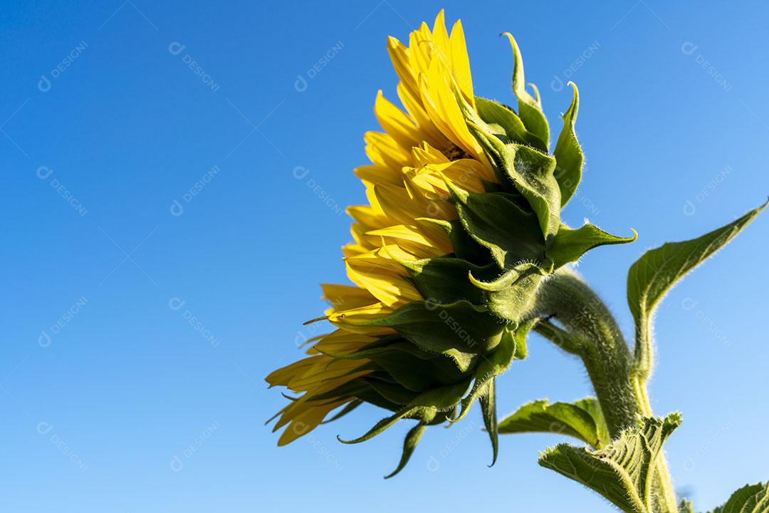 Foto Pétalas de Girassol Frente para o Sol Lindo Dia Campos Castilla La Mancha Espanha