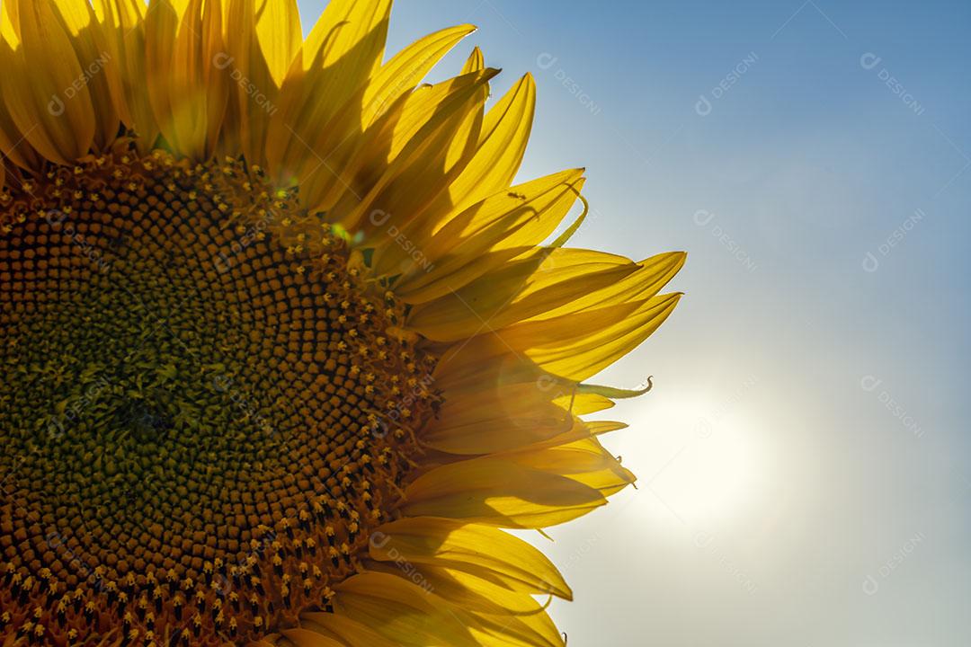 Foto Pétalas de Girassol Frente para o Sol Lindo Dia Campos Castilla La Mancha Espanha