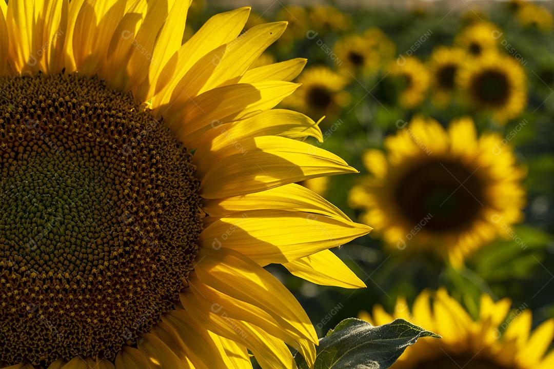 Foto Pétalas de Girassol Frente para o Sol Lindo Dia Campos Castilla La Mancha Espanha