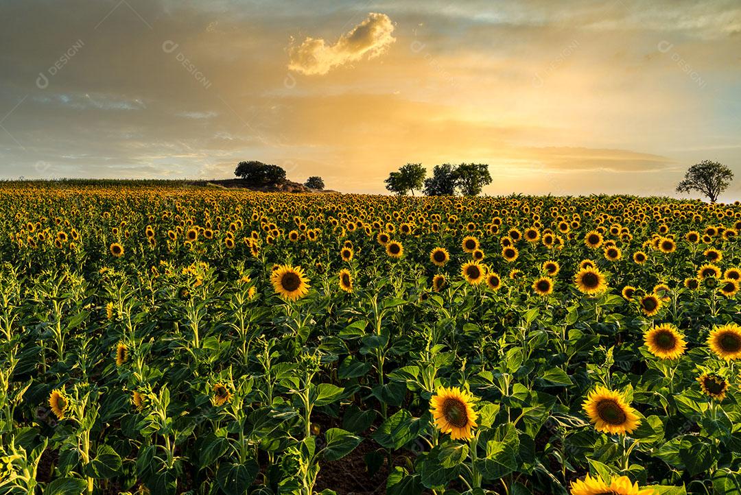 Foto Pétalas de Girassol Frente para o Sol Lindo Dia Campos Castilla La Mancha Espanha