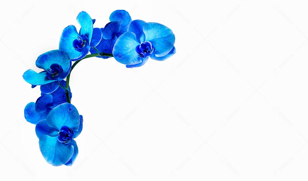Ornamento de Orquídea Azul Isolado no Fundo Branco Imagem JPG