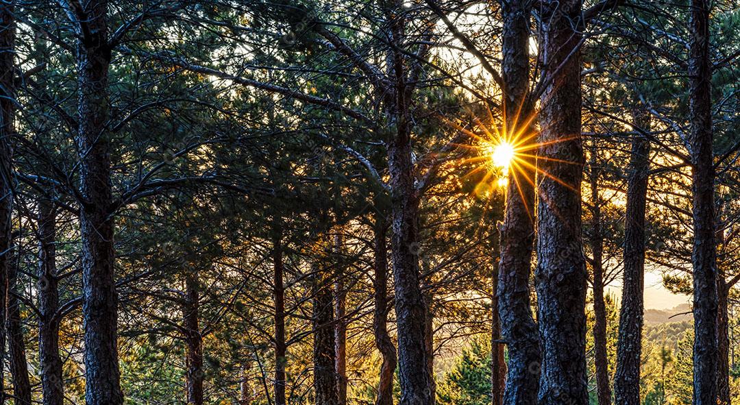 Raios de Sol Passando Pelas Árvores na Floresta Textura da Natureza Imagem JPG