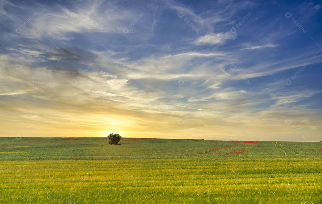 Uma Árvore no Horizonte Com o Pôr do Sol nos Campos de Cereais Imagem JPG