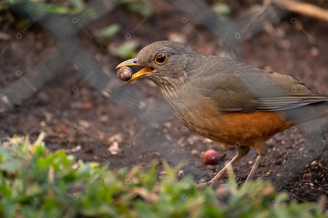 Aves Passaros Se Alimentando Floresta Imagem JPG