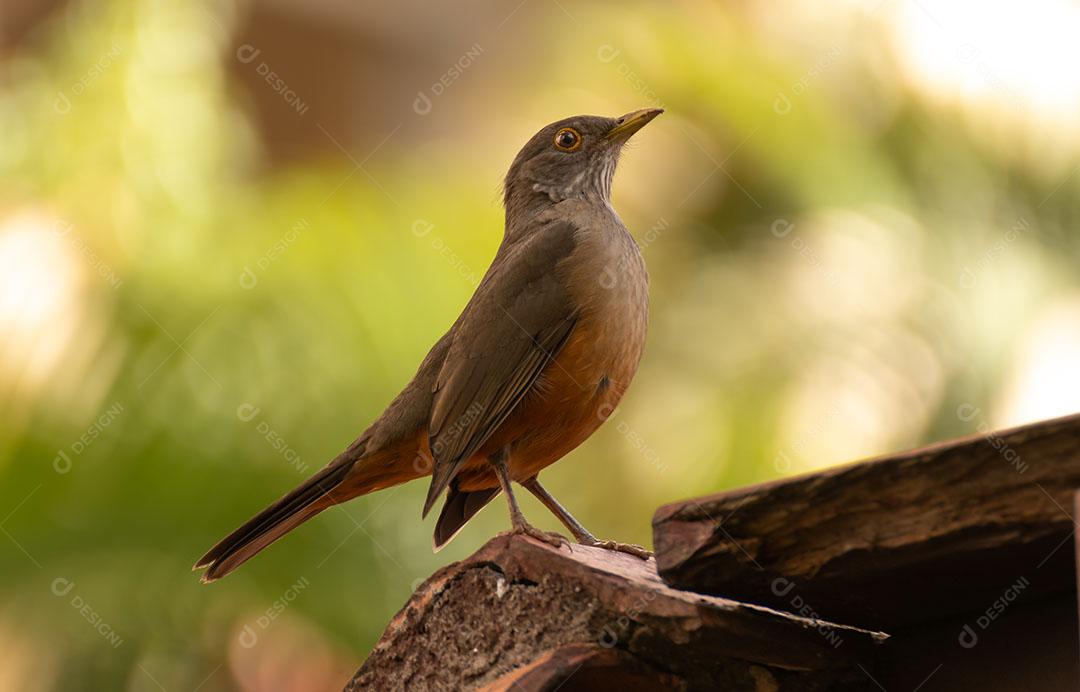 Aves Passaros Floresta Imagem JPG