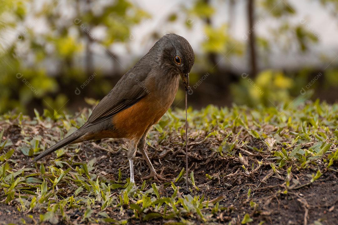 Aves Passaros Floresta Imagem JPG