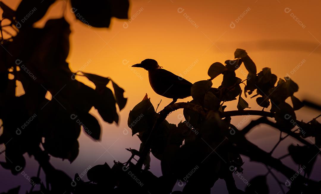 Aves Passaros Floresta Imagem JPG