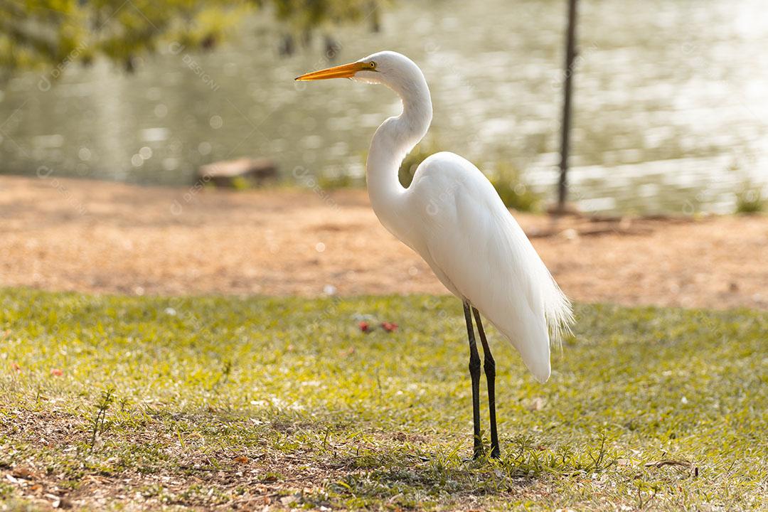 Garça Branca no Parque Brasileiro Imagem JPG