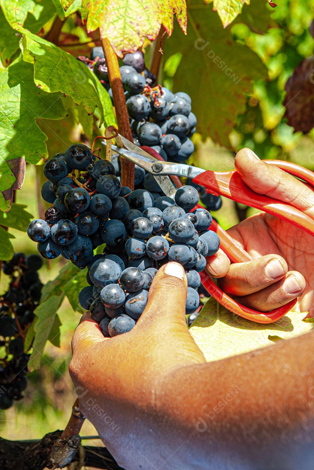 Colhendo Uvas Para Vinho Durante A Colheita Imagem JPG