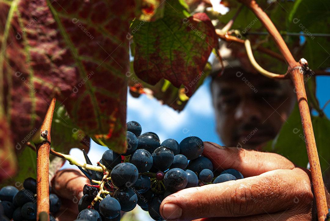 Colhendo Uvas Maduras Imagem JPG