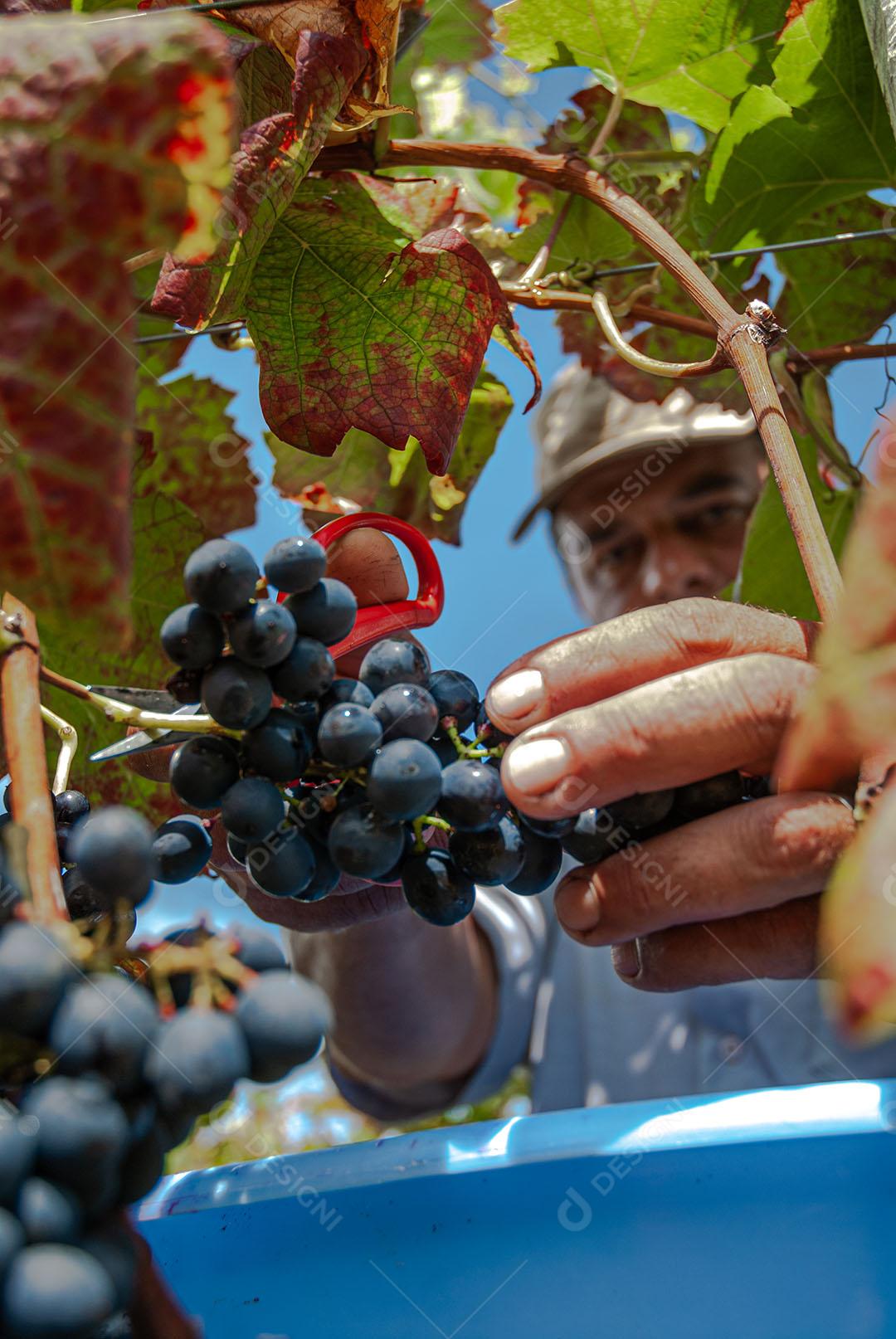 Colhendo Uvas Maduras  Para Vinho Imagem JPG