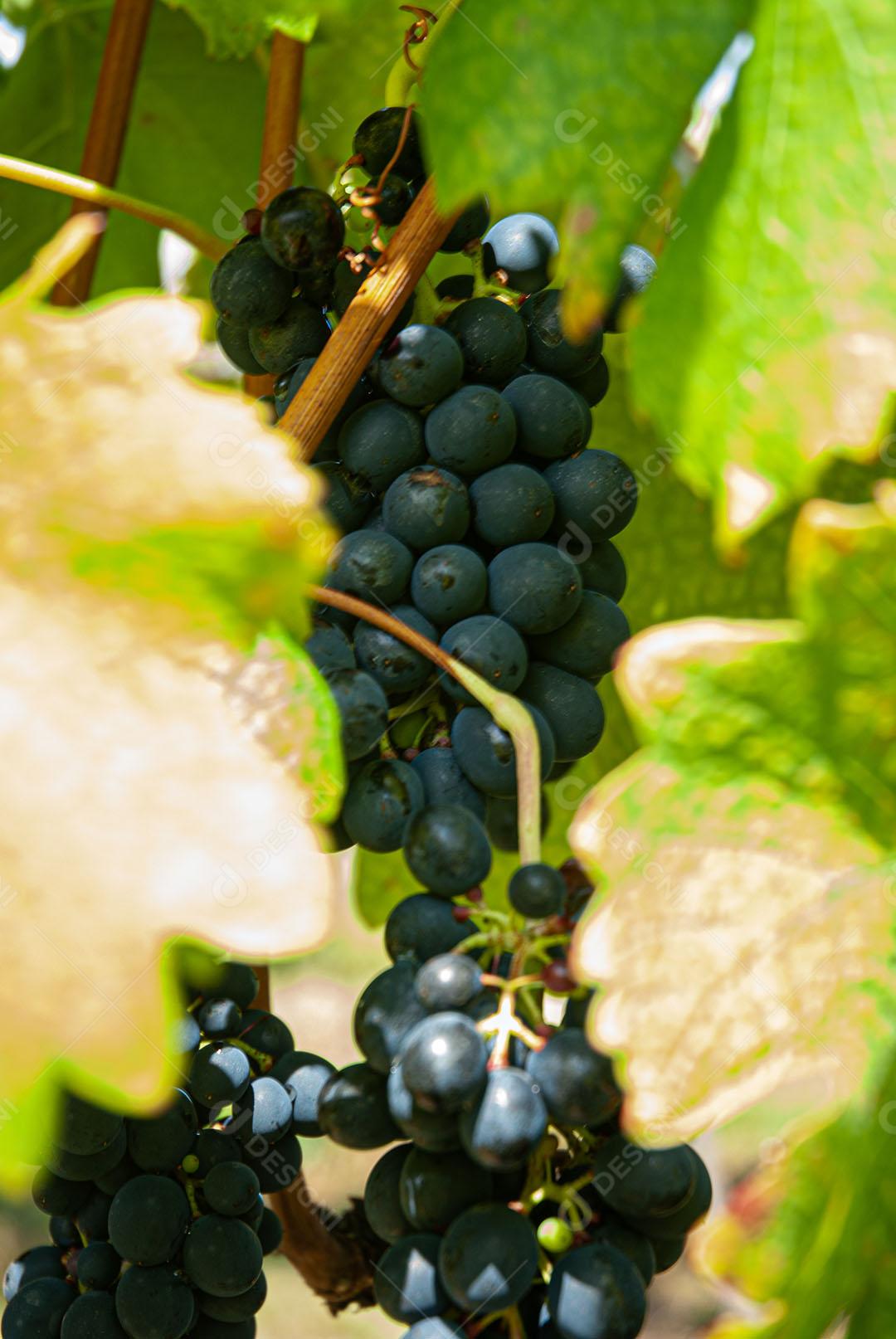 Cacho De Uvas Cabernet Sauvignon, Maduras Imagem JPG