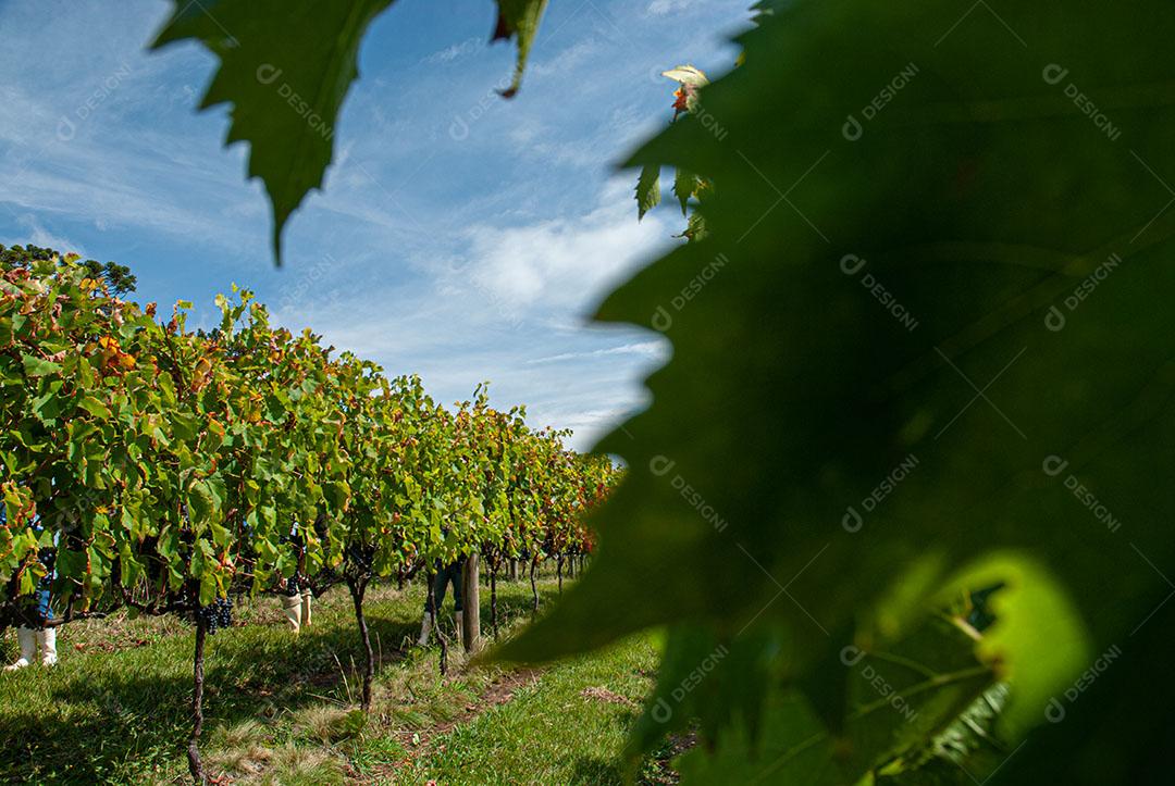 Colhendo Uvas Para Vinho Durante A Colheita Imagem JPG