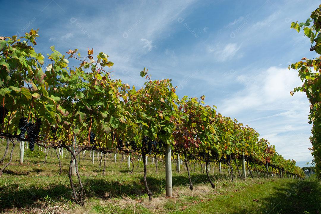 Colhendo Uvas Para Vinho Durante A Colheita Imagem JPG