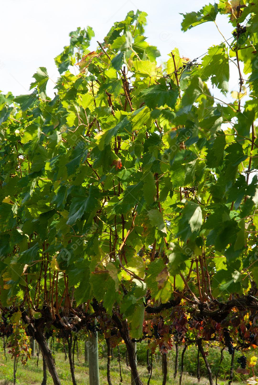 Colhendo Uvas Para Vinho Durante A Colheita Imagem JPG